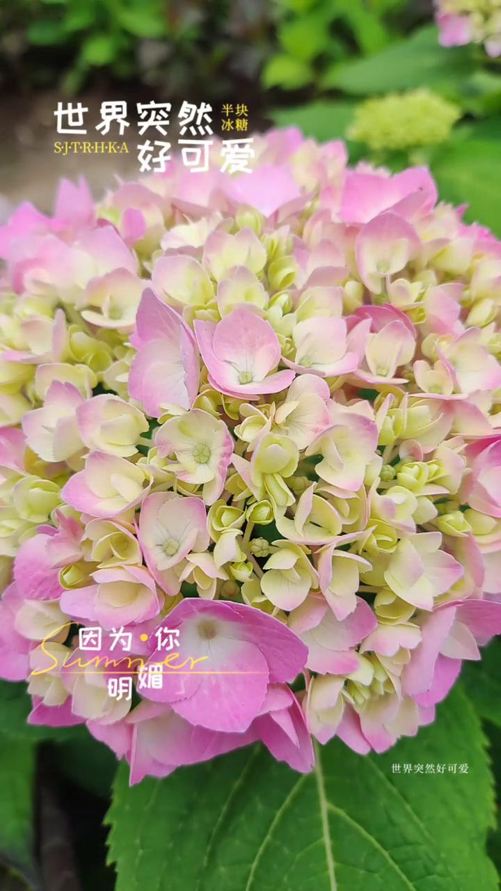 世界突然好可爱。
世界突然好可爱，因为你明媚了起来。世界突然好可爱，因为你平凡的
