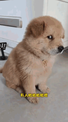 好家伙！一个盯梢的，一个通风的，俩不着调的，外加一个现场抓包的，这出戏简直笑不活