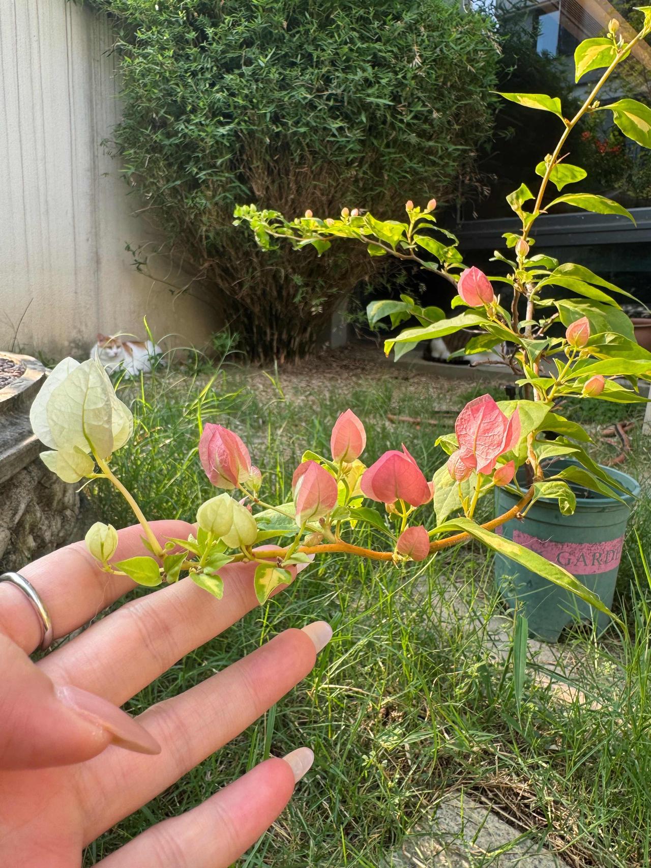 已经干枯的三角梅残枝春天窜出了一个侧芽，然后用一年时间蜕变成小仙子，我终于不是植