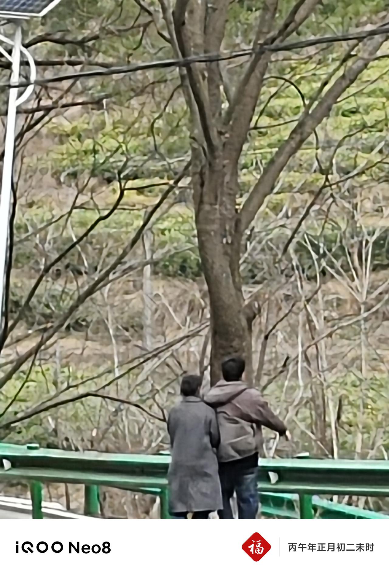 天南地北大拜年