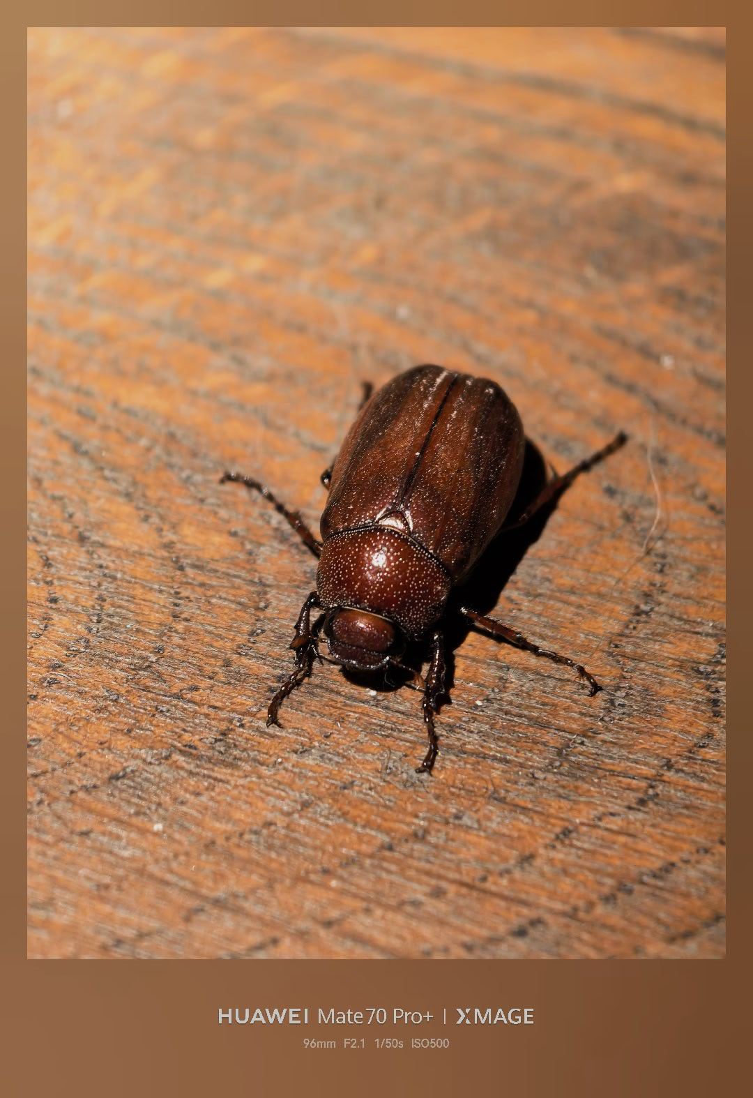 大夜里被这货给吵醒了，在地板上疯狂拍打，南方城市难免碰到这种甲壳类昆虫，被我放生