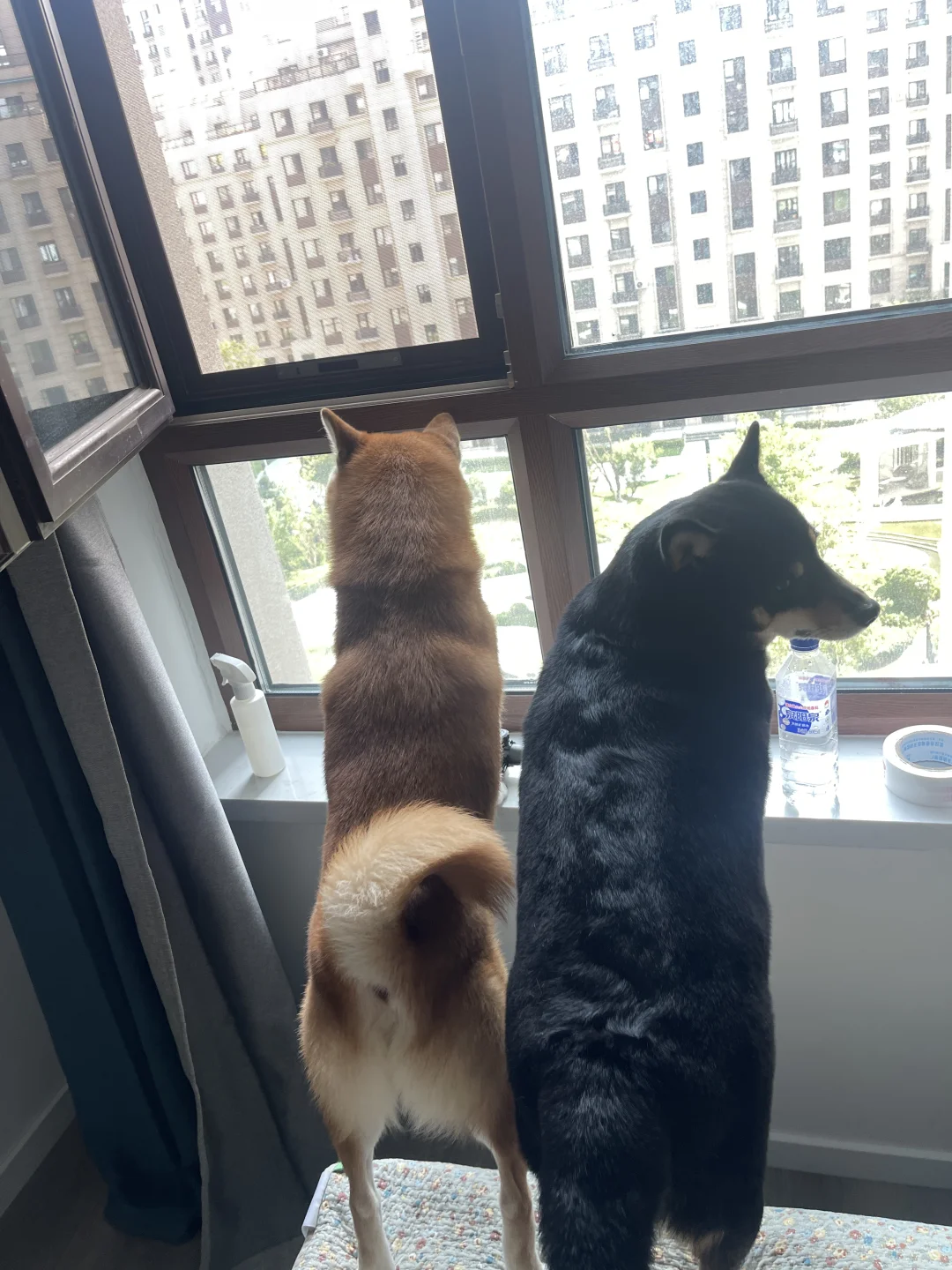 狗界爱管闲事第一名