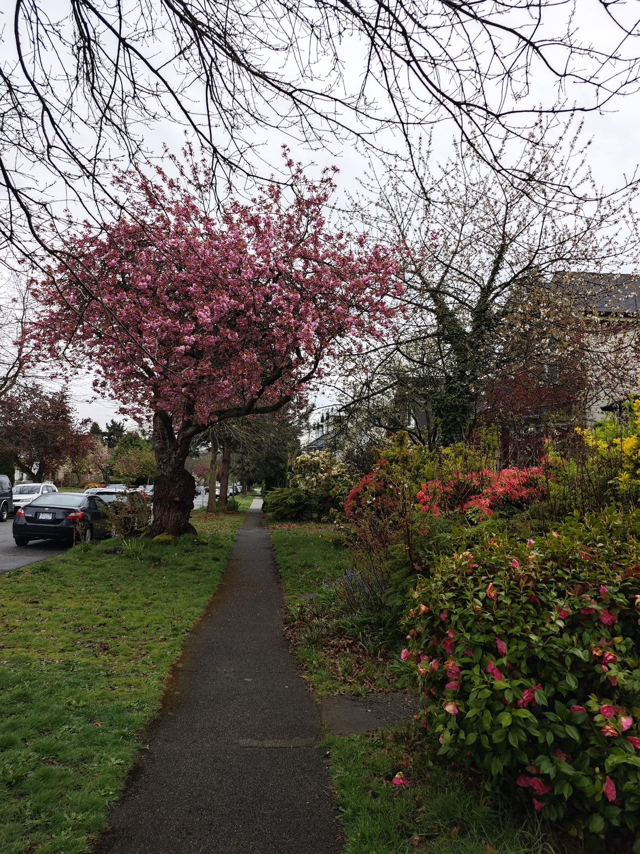 60+老姐在温哥华读书，政府给钱，会有怎样的经历和感受?

首先是入学申请，得一