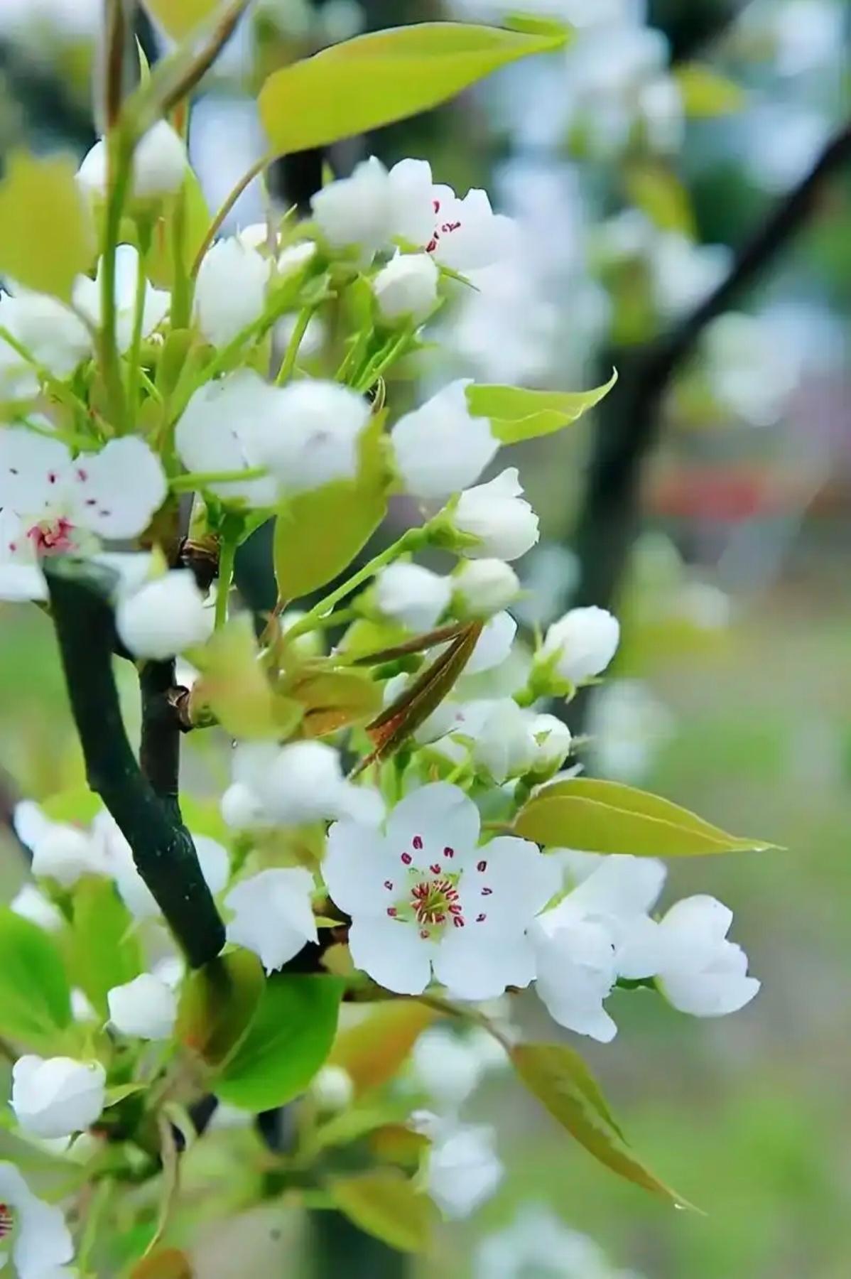 拜读佳作，享春光之美，见梨花之妖。排身心之浊，得清新之气。心以向往矣，心旷神怡矣