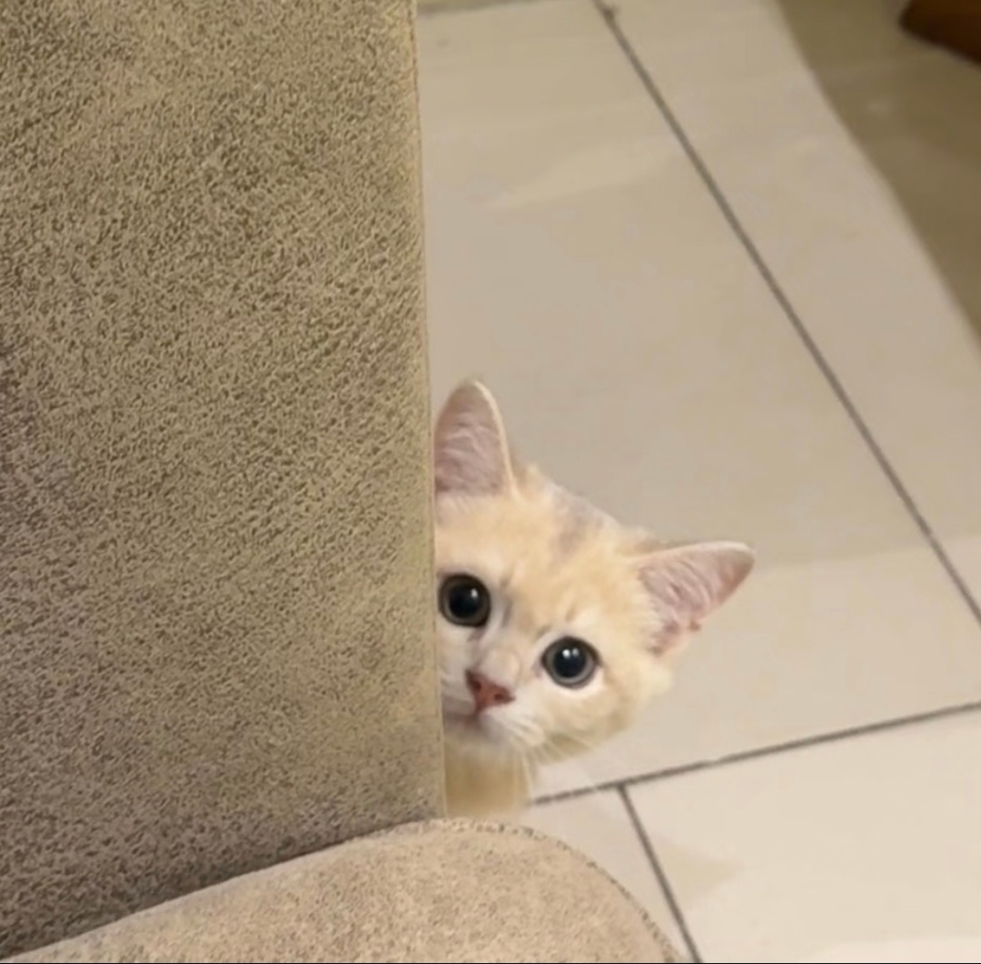 一只小猫出现😚 