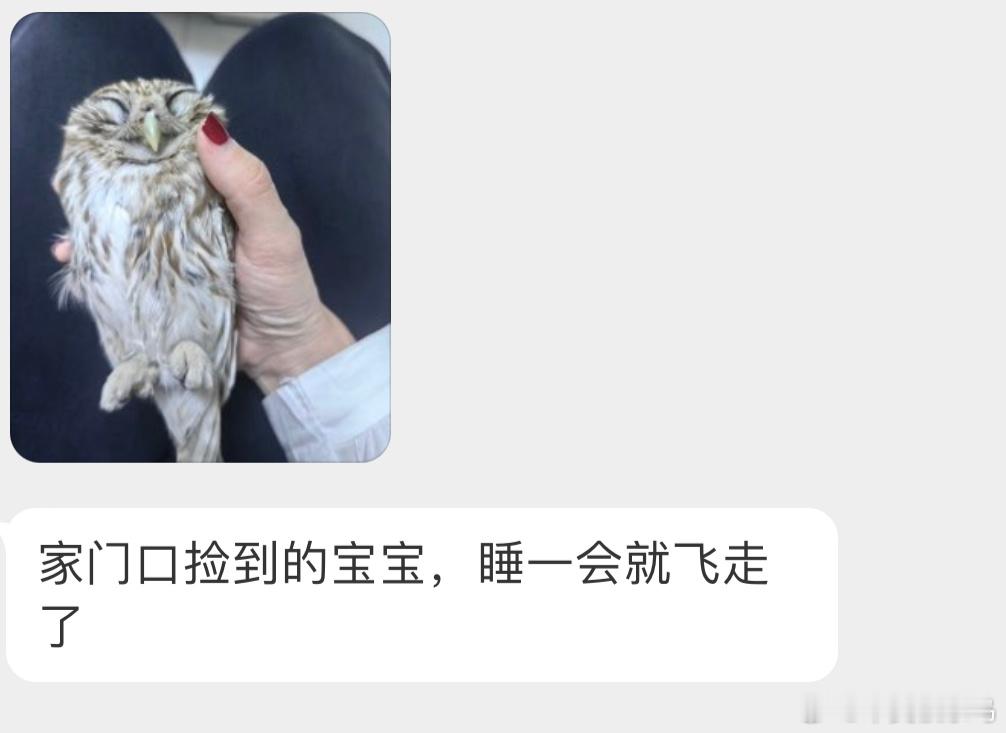 #撞玻璃的鸟# 撞玻璃的【纵纹腹小鸮】🦉（猫头鹰是保护鸟类一定疼坏了，小爪爪蜷
