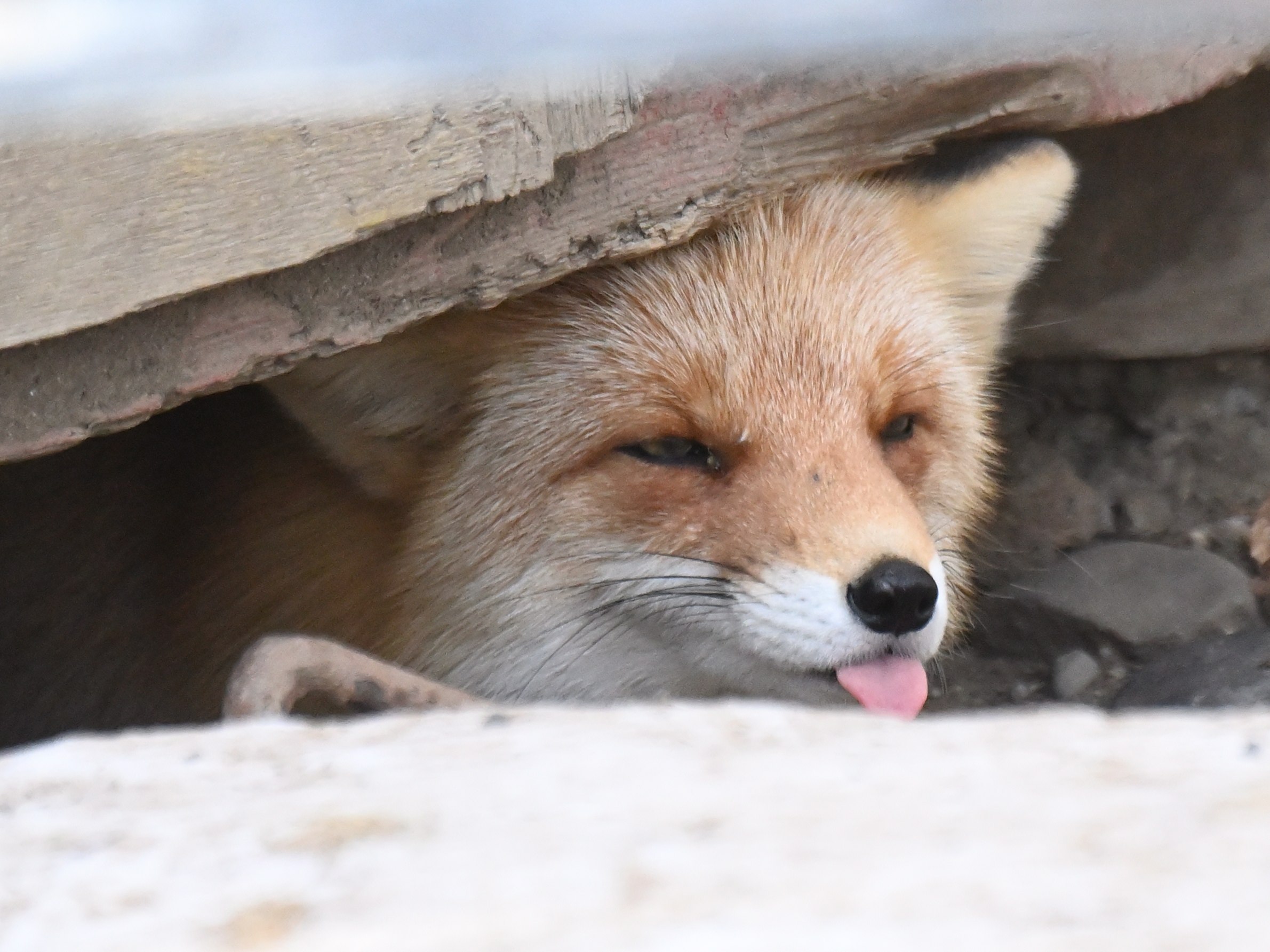 狐狸 藏起来也调皮©️Foxssil_1005 