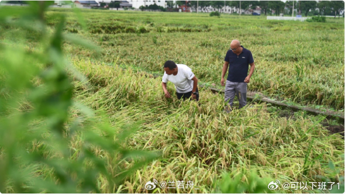 台风后衢州衢江百余名农技人员稻田出诊 受台风 “巴威” 带来的大风、强降雨侵袭，