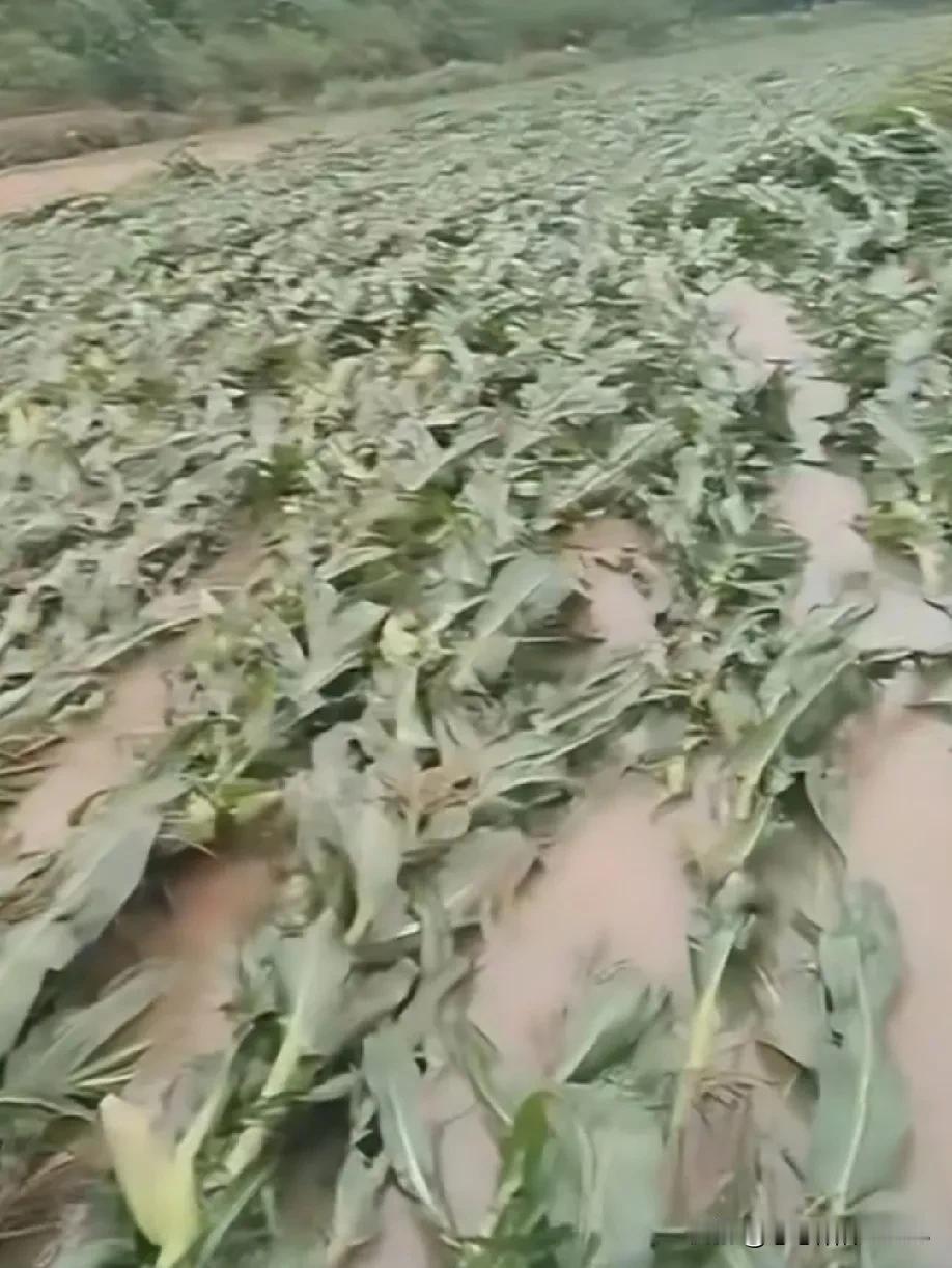 验证了一句话，靠老天爷吃饭。以前总觉得这话是夸张，最近算是深刻体会到了。就拿种地