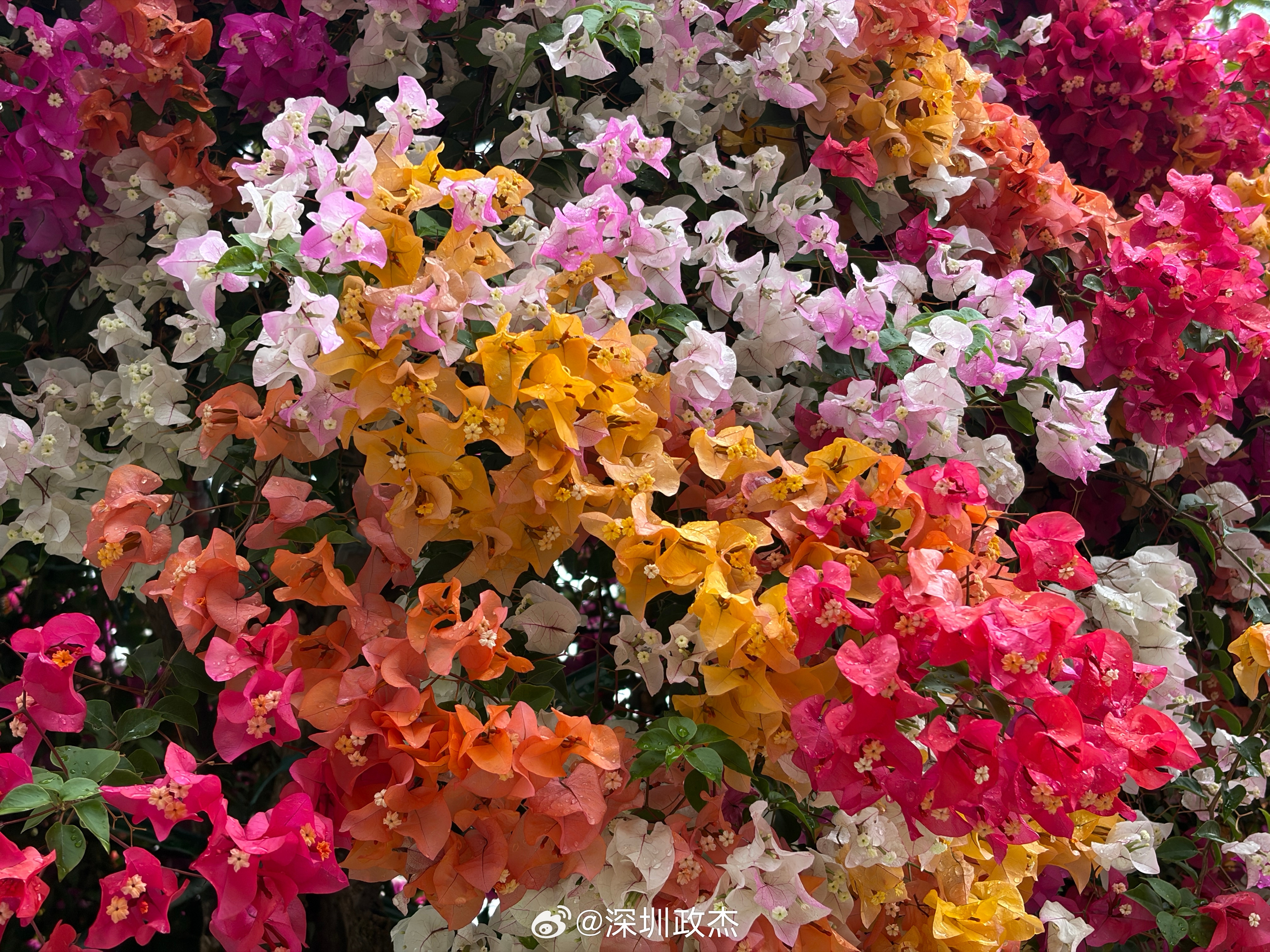 深圳前海的三角梅，多姿多彩。有朋友问为什么这个三角梅这么多种颜色，人工嫁接的，从