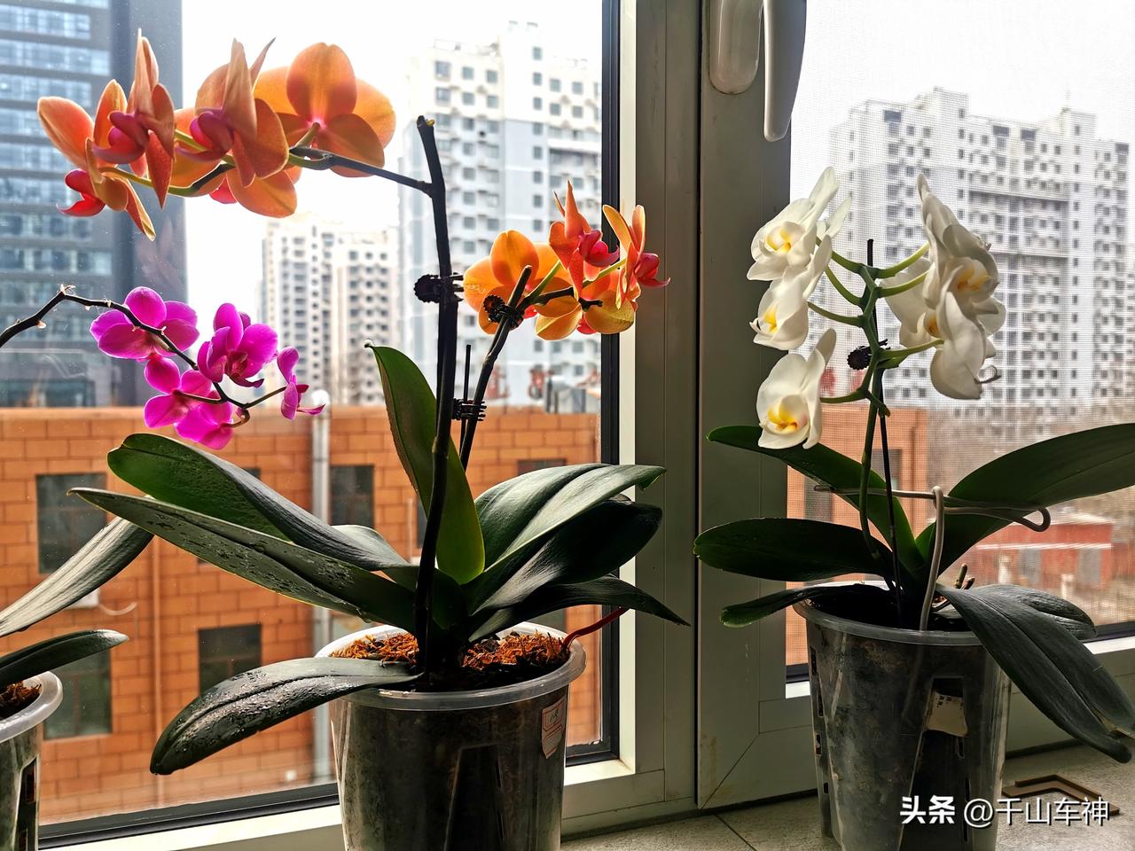 一分辛勤，一分收获。我养的蝴蝶兰从春节前就开花了，现在依然鲜艳夺目，真让人喜爱。