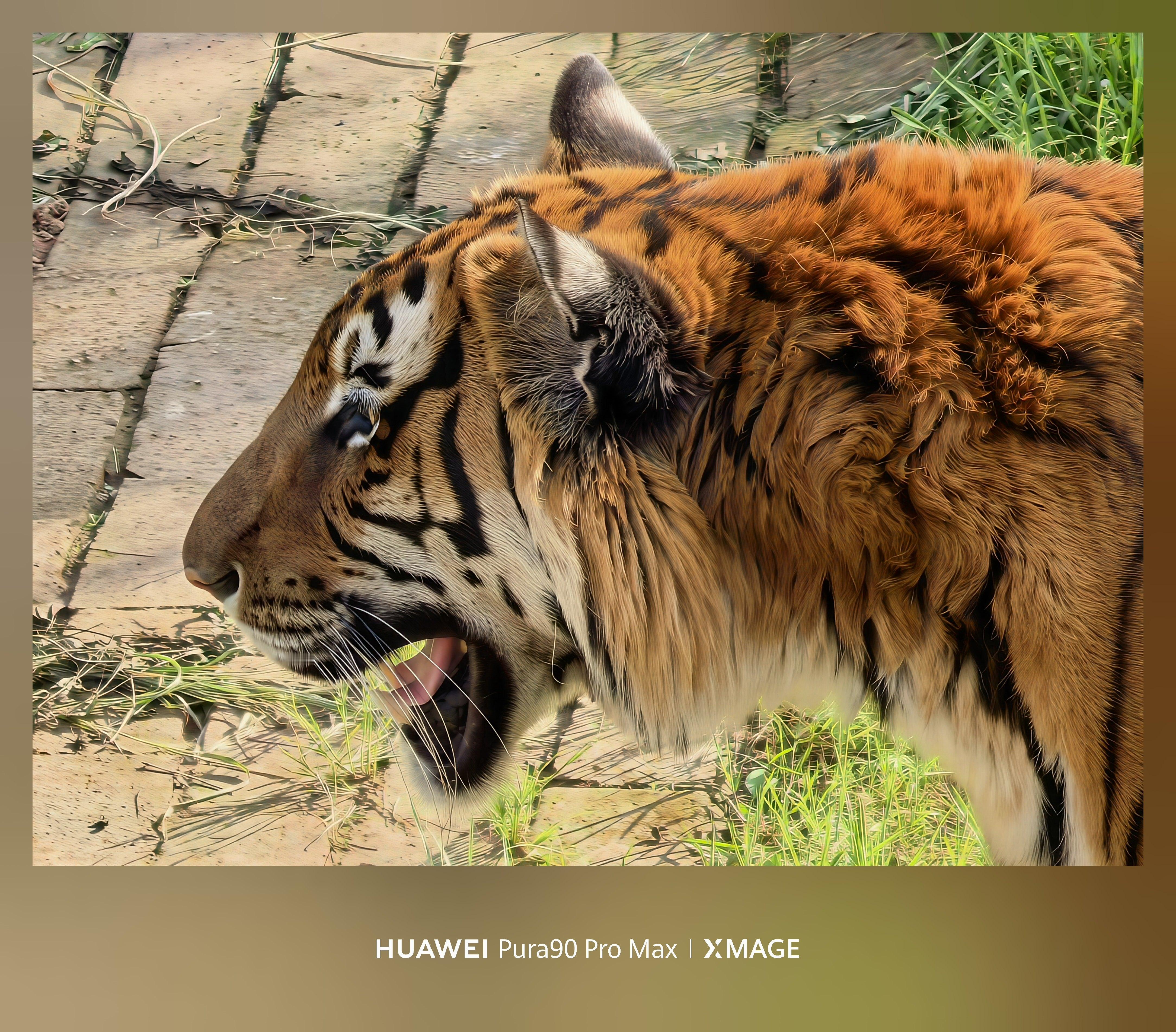 长沙难得天气不错，今天带着华为Pura 90 Pro Max去生态动物园拍了半天