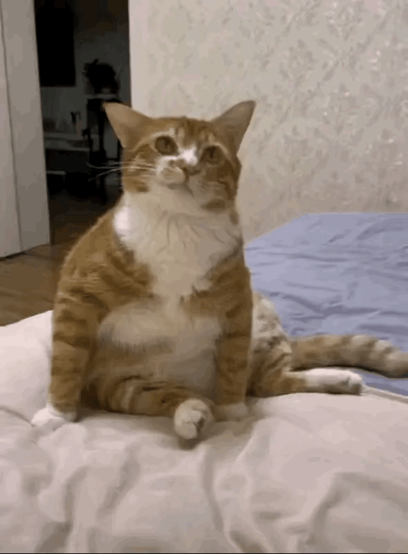 1：猫咪好像对自己家铲屎官，非常的不满意啊。看那表情很不屑。
2：说出去谁信啊，