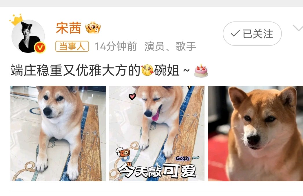 宋茜给碗姐过生日宋茜的小狗嫩牛五方小碗生日快乐～娱乐[超话] ​​​