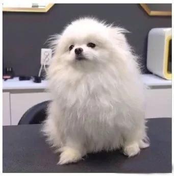 理发的我：给我稍微修一下就好。

结果：