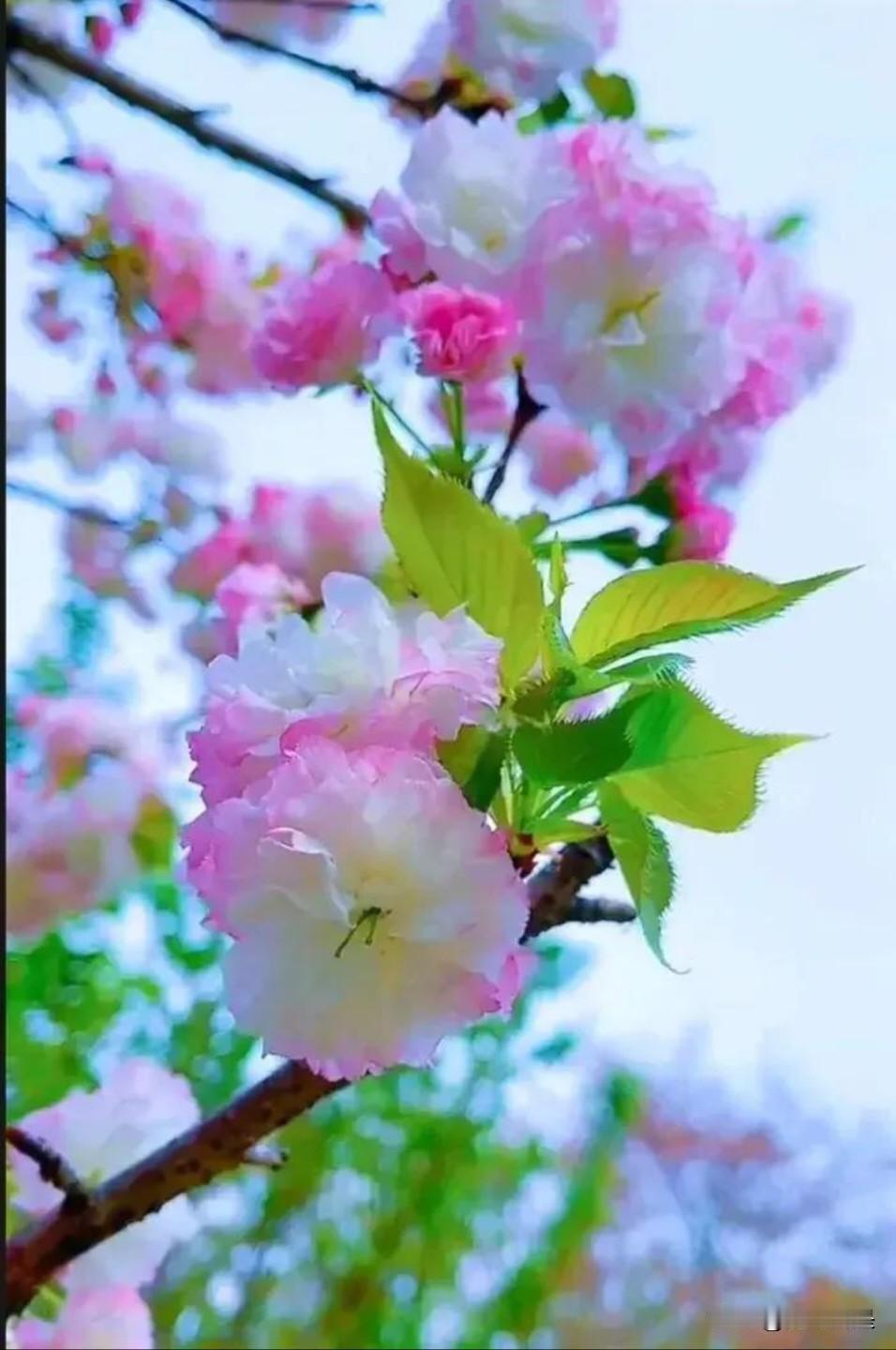 樱花盛开，春意盎然。分享几种优质花儿给你观赏。