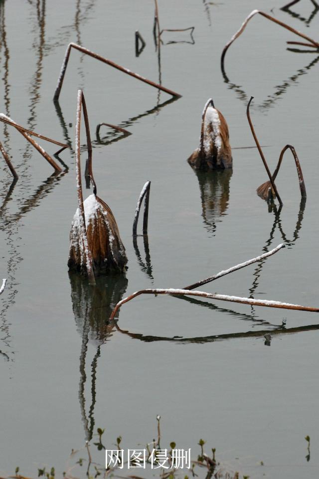 对联邀对。
上联：霜打残荷横碧水；
下联：？？？？？
[微风][微风][微风][