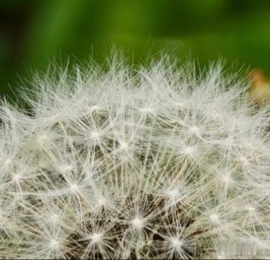 蒲公英的种植方法 一、选容器：选择底部有排水孔的花盆或种植箱。二、准备土壤：选择