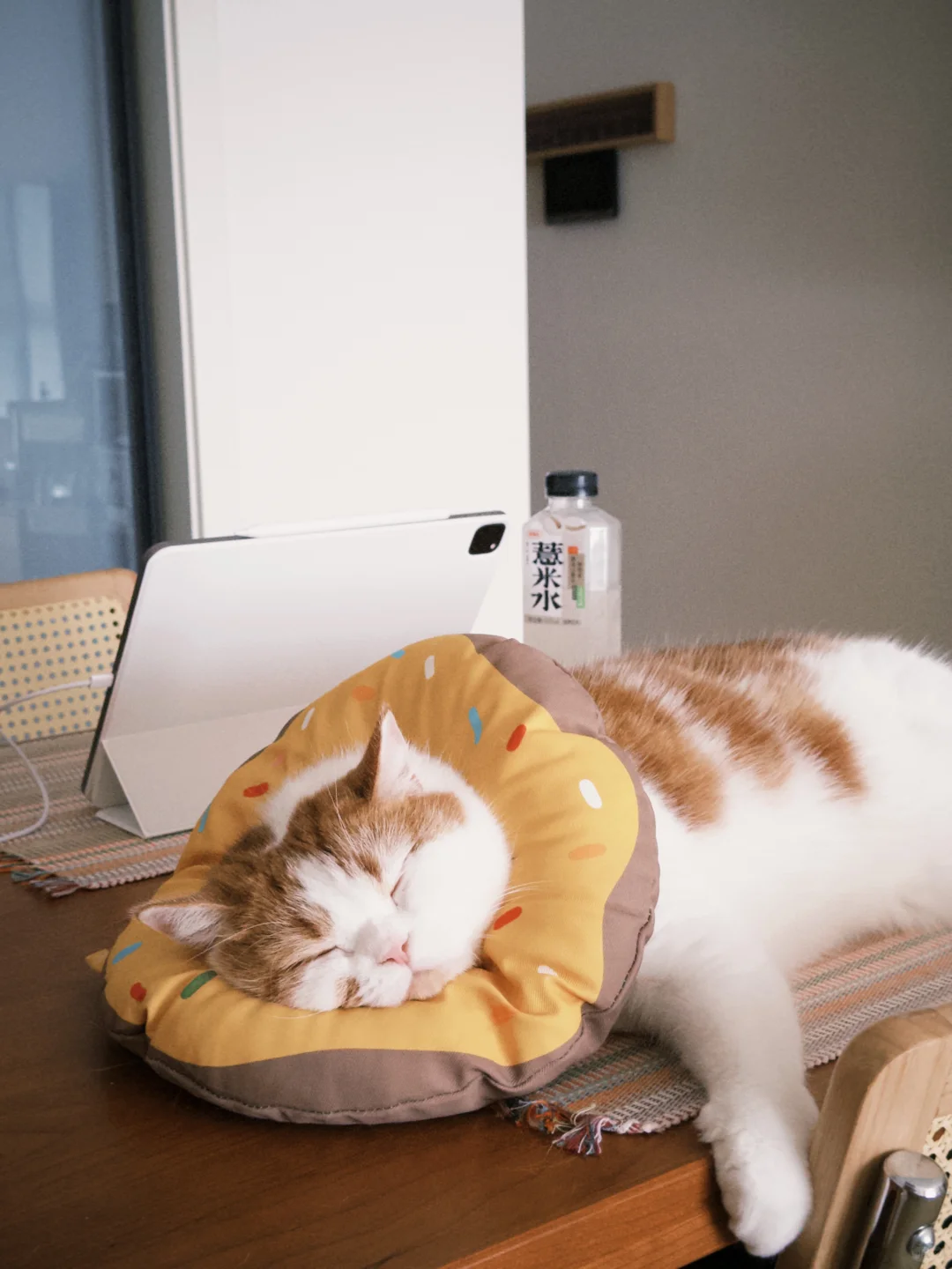 小猫的无声陪伴 可爱☺️