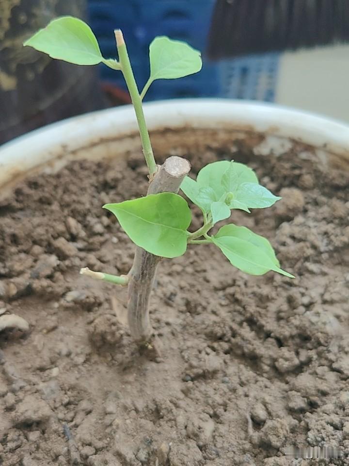 自己今年刚刚扦插好的三角梅，移栽了不长时间。盼星星盼月亮，终于盼到它开始发芽生长