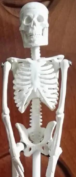 没想到美国最大的顺差贸易竟然是出口人体组织，也是世界上出口最大人体组织大国，哪来