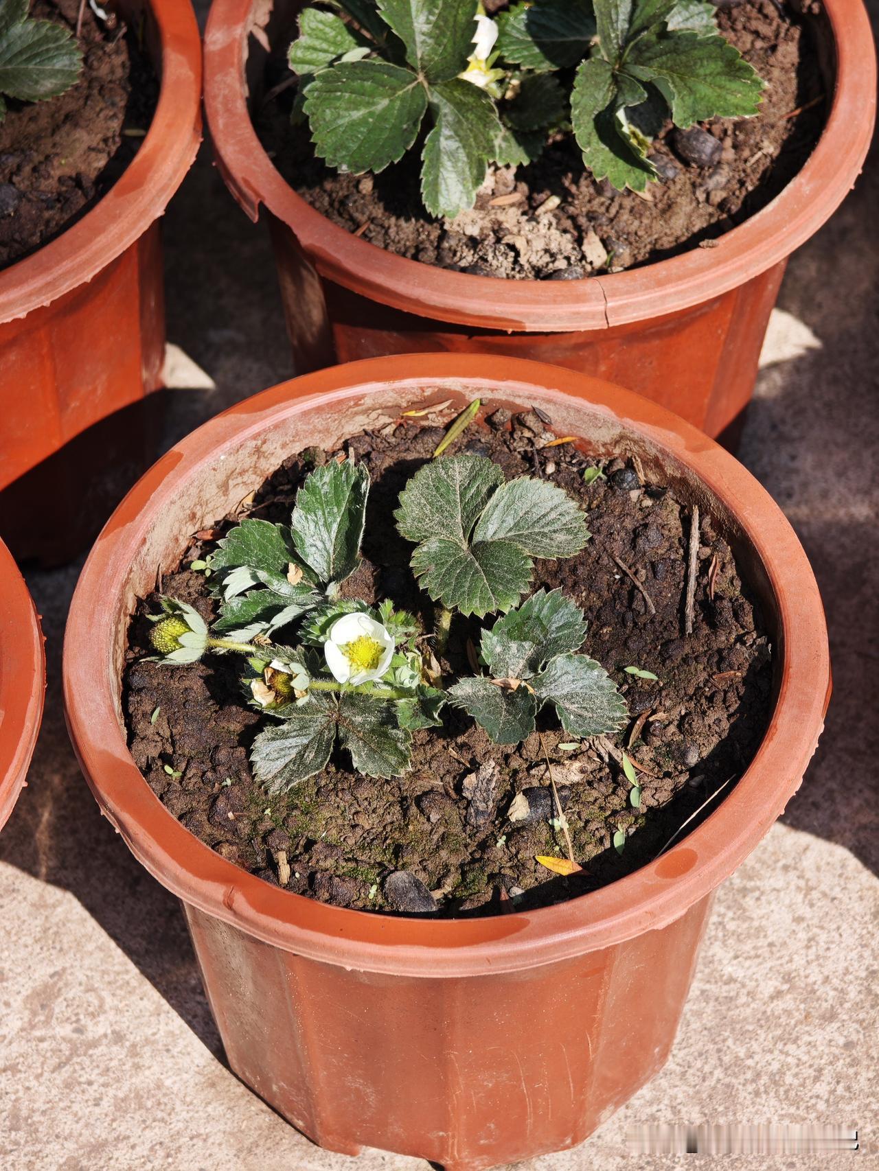 冬日生活打卡季种的草莓开始挂果了，期待吃到不打药的甜草莓哦...