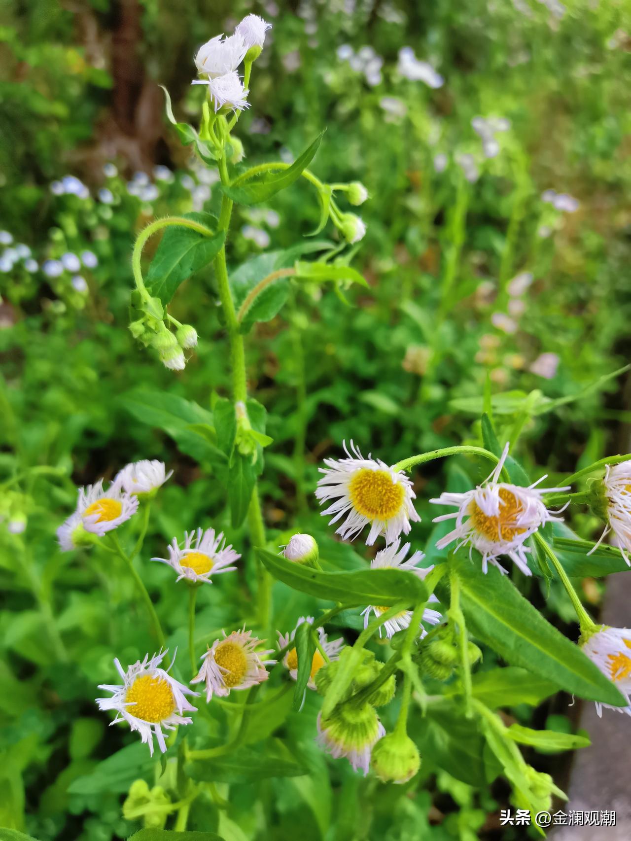 一丛野花，让我看到生命的坦然
 
风掠过，一年蓬轻轻摇晃。白瓣细碎，黄蕊温柔，不