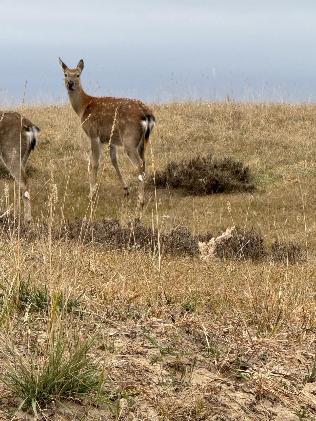 冬日生活打卡季冬季来了，达达线上的草原也枯黄了，几只鹿在啃食着不在鲜嫩的草，看到