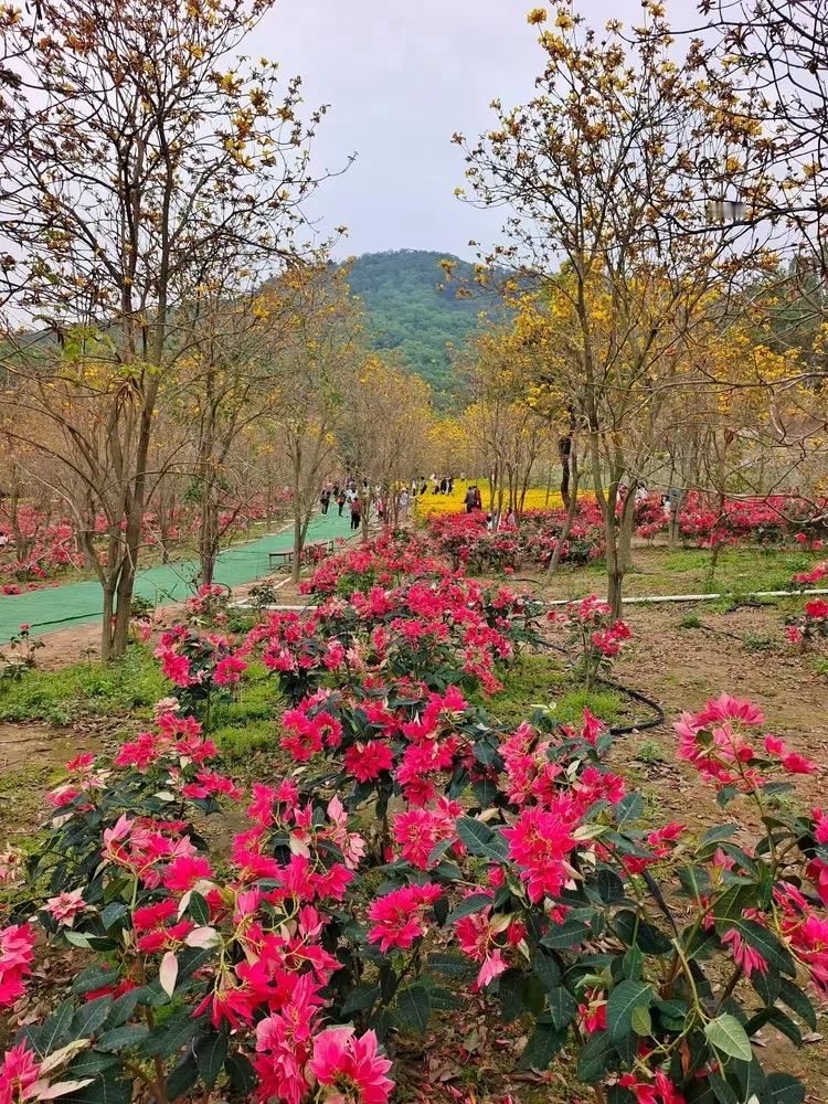 中山云梯山两天一夜｜治愈系慢生活攻略，玩转花海与崖口美食 🏞️

珠三角周末出