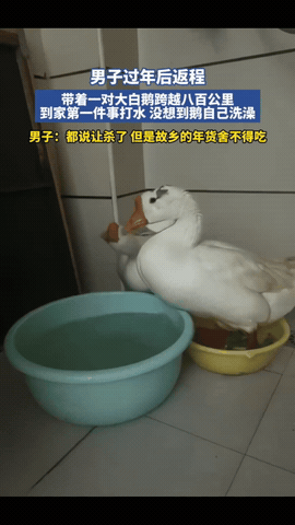 “科学都解释不清了！”河南，一男子过年后返程，带着一对大白鹅开车800多公里，到