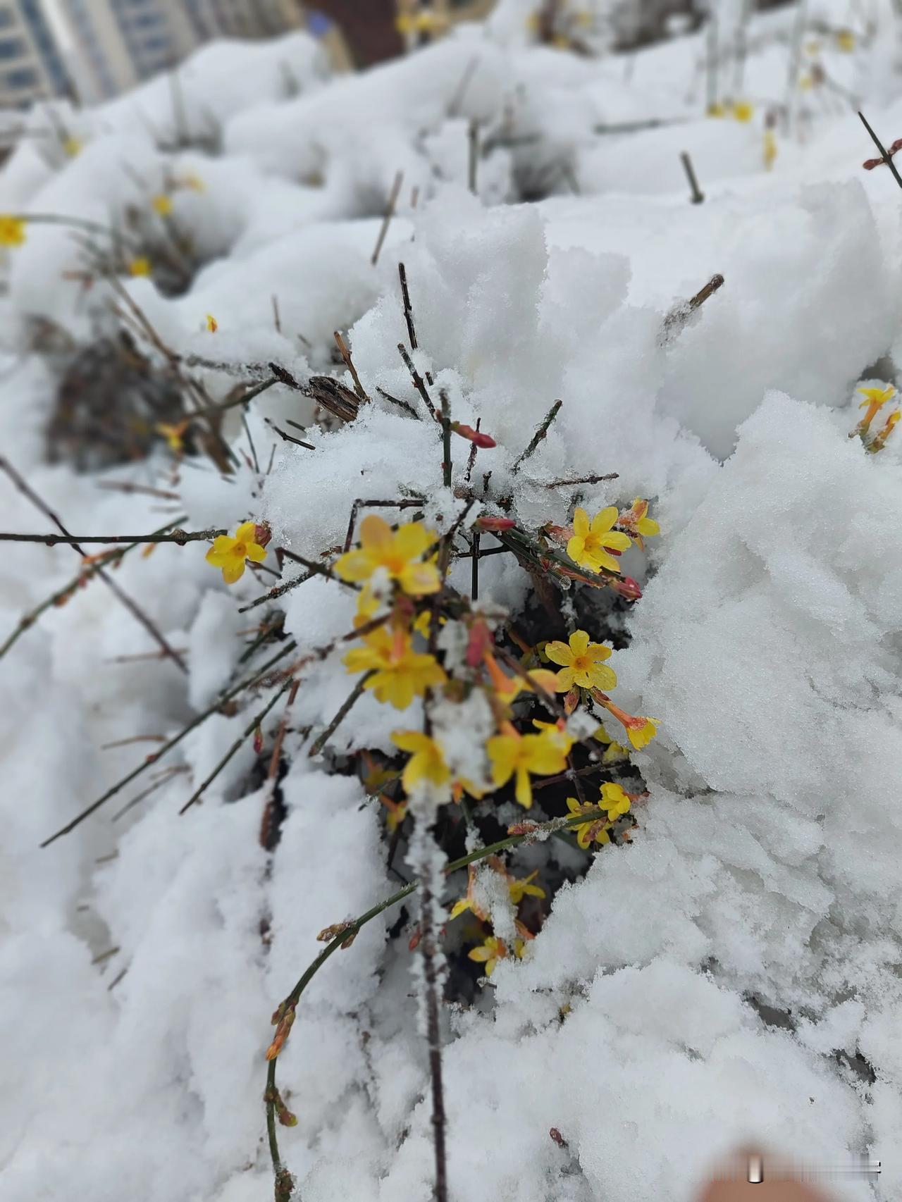 收物业费比谁都积极，上门催缴比上班还准时，真有事找他们，不是推来推去，就是拖拖拉