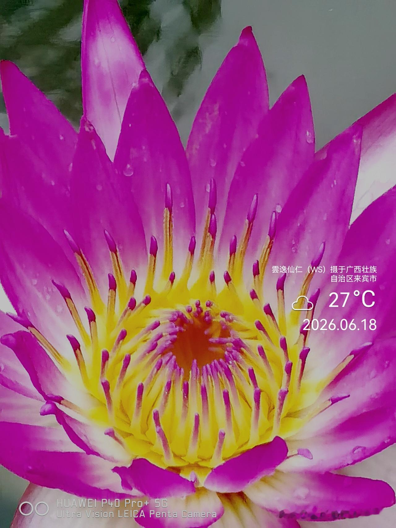 月居生活记录（9943）广西壮族自治区来宾市（168）花儿随拍22：睡莲、羊蹄甲