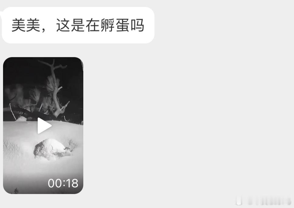 孵蛋的白头海雕雪都快把它掩埋了🙊 ​​​