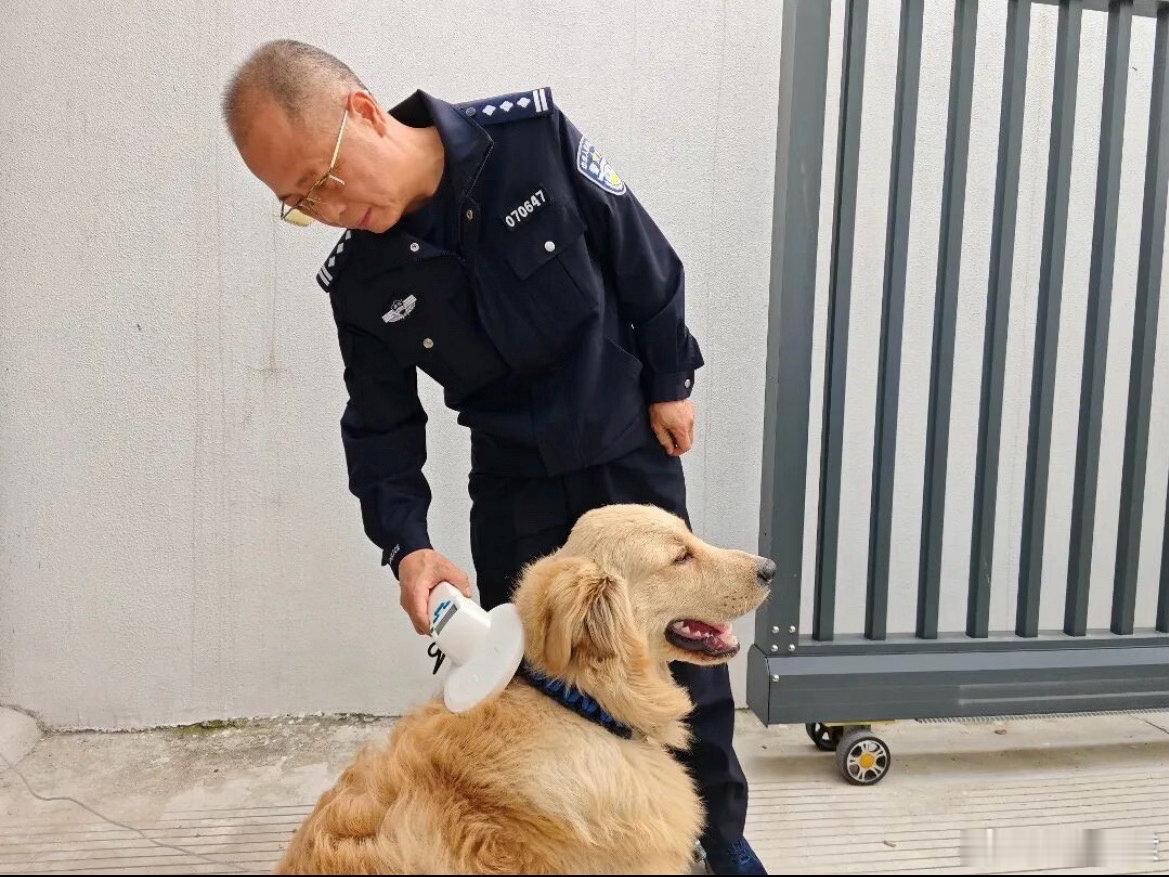 台州小小一枚芯片牵起毛孩子回家路椒江热心群众捡到走失金毛送至派出所，民警巧用芯片