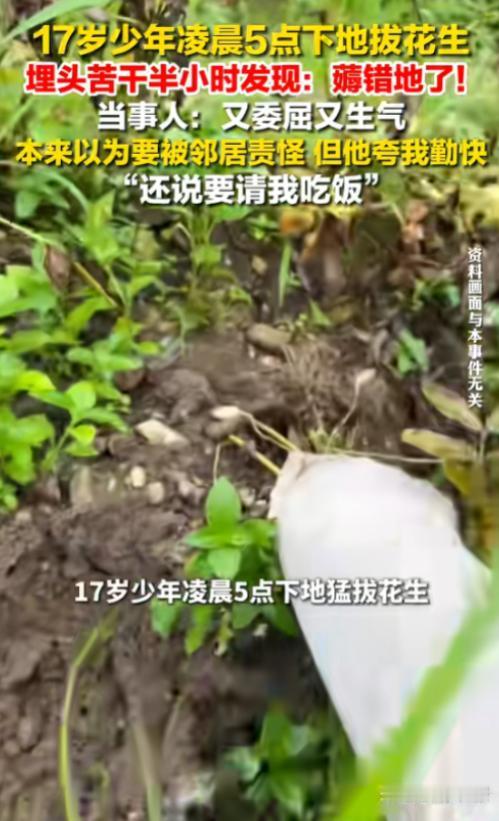 “勤快了一次还被笑话了！”广西贵港，一17岁男生清晨5点被叫醒拔花生，埋头干了半