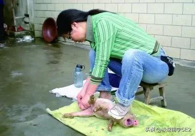 农村女劁猪匠，偶尔会把母猪崽子给劁死掉。
大集体那会儿，我们大队有个女劁猪匠，专