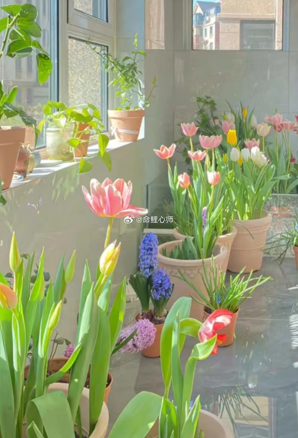 别焦虑，别灰心，只要走在正道上，每朵花都有属于自己的花期。去生根，去储备能量，总