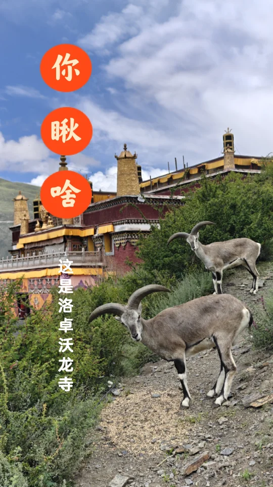 西藏游记|这里体验反向布施还能撸山羊🐐