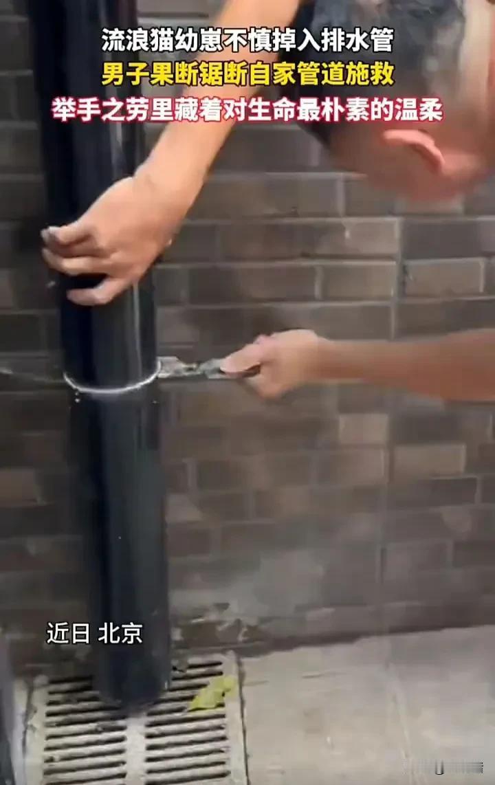 一只流浪猫的幼崽不慎掉入排水管，流浪猫心急如焚，却只能听着幼崽在排水管内无助地哀