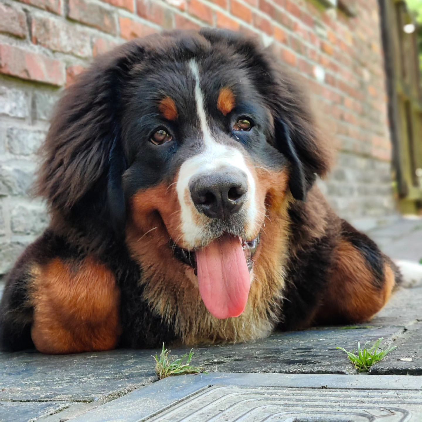 早上好！ig：wodan.the.bernese.mountain.dog ​​