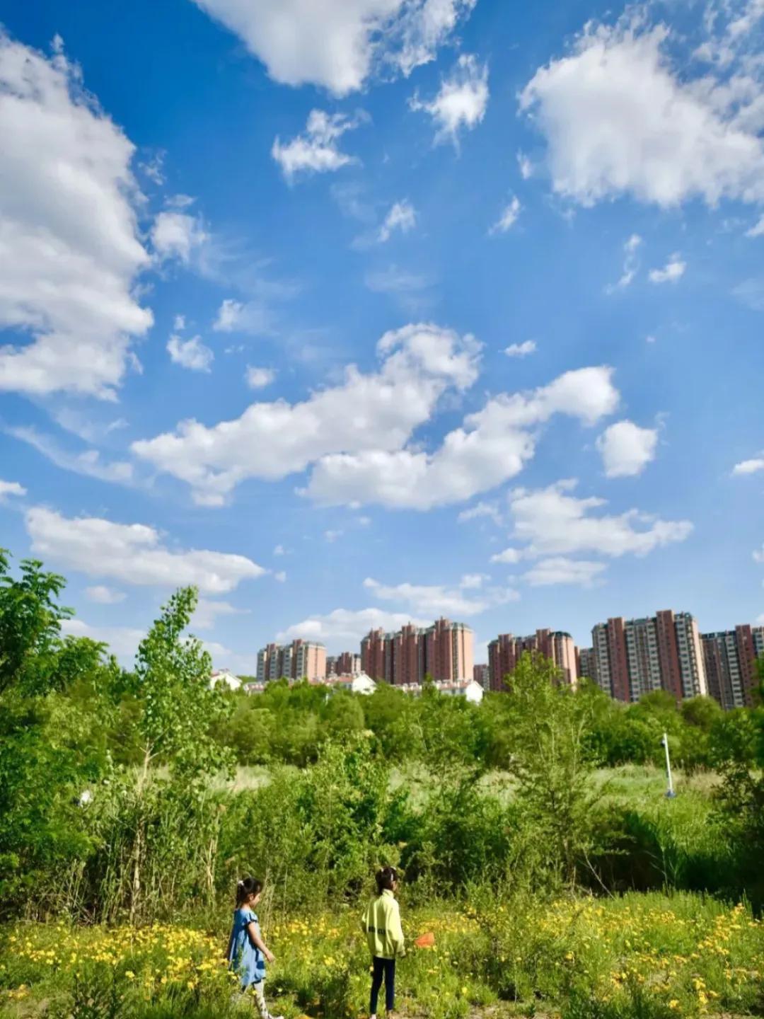 镜头定格下一幅温柔的初夏图景。澄澈的蓝天点缀着轻薄的云絮，阳光透过层层叠叠的槐树