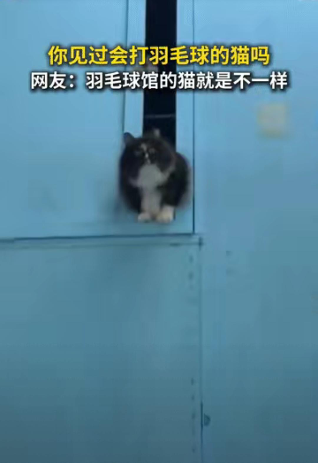 淄博这只流浪猫才是“流量密码”天花板吧！羽毛球馆好心收留的小可怜，居然反手把馆主