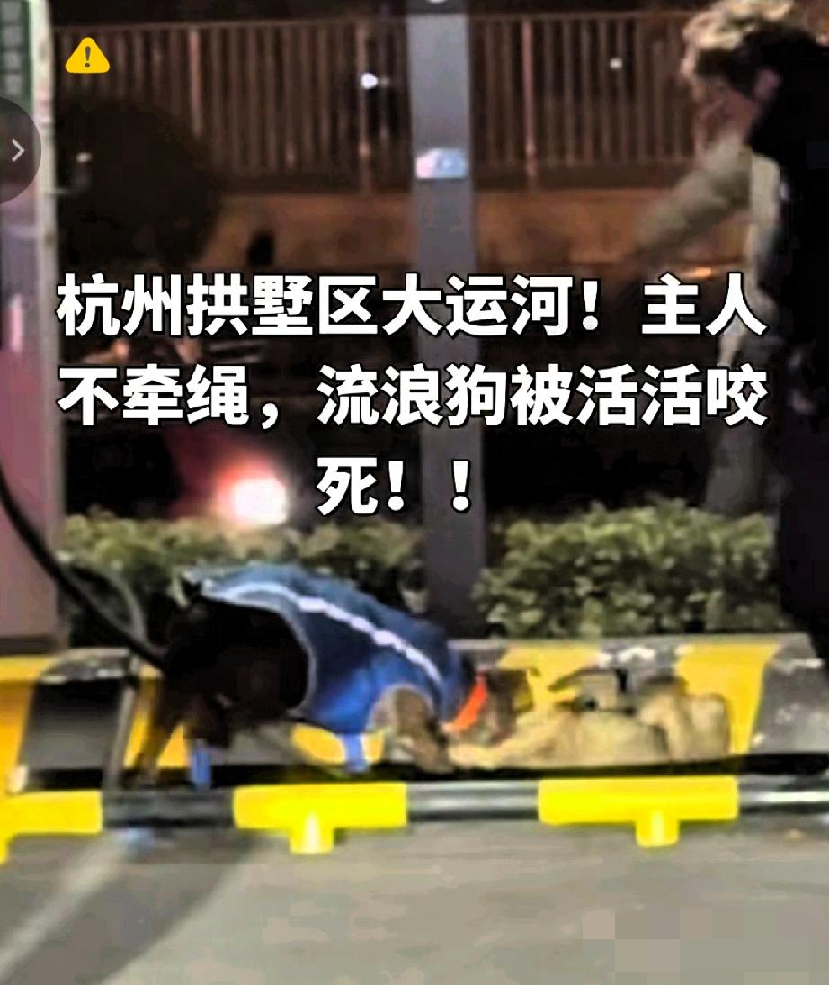 烈性犬不拴绳咬死流浪狗，错的从来不是狗，而是毫无责任的主人！
 
流浪狗本就颠沛