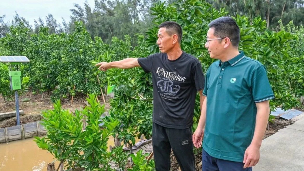 台风过境玉环文旦种植户却多了份底气 风力指数保险凭气象数据直达赔付，34户农户获
