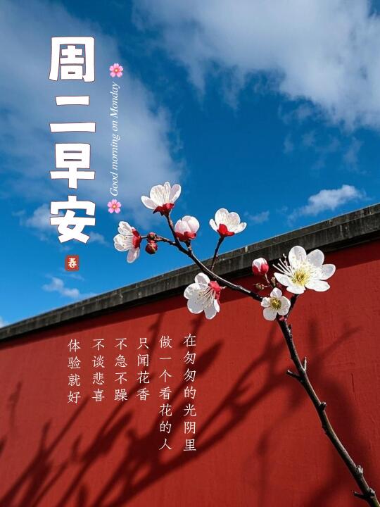 周二早安｜梅花文案｜赏花文案｜海报设计