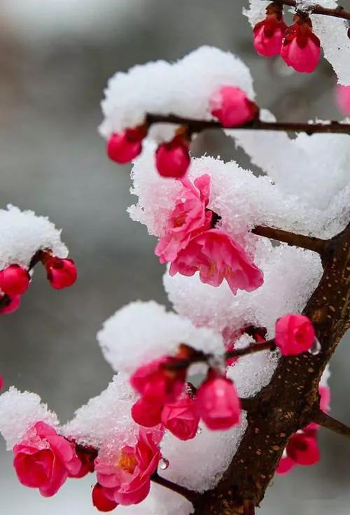 雪花飘落，翩然如歌。

一个时代的记忆伴随着她的离世缓缓落幕。

她的笔下：爱，