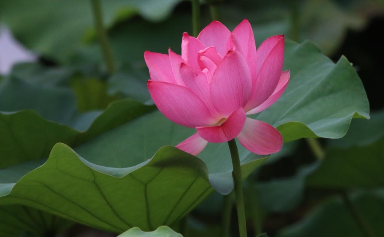 流花湖公园的花与鸟
