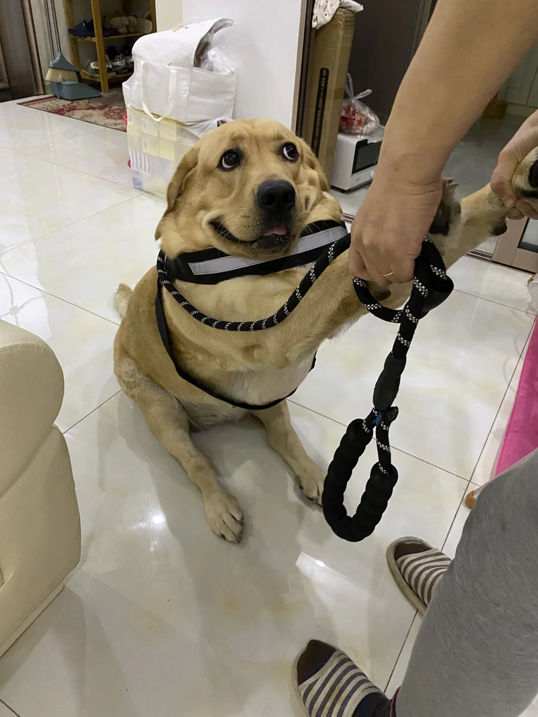 小狗非要去西双版纳