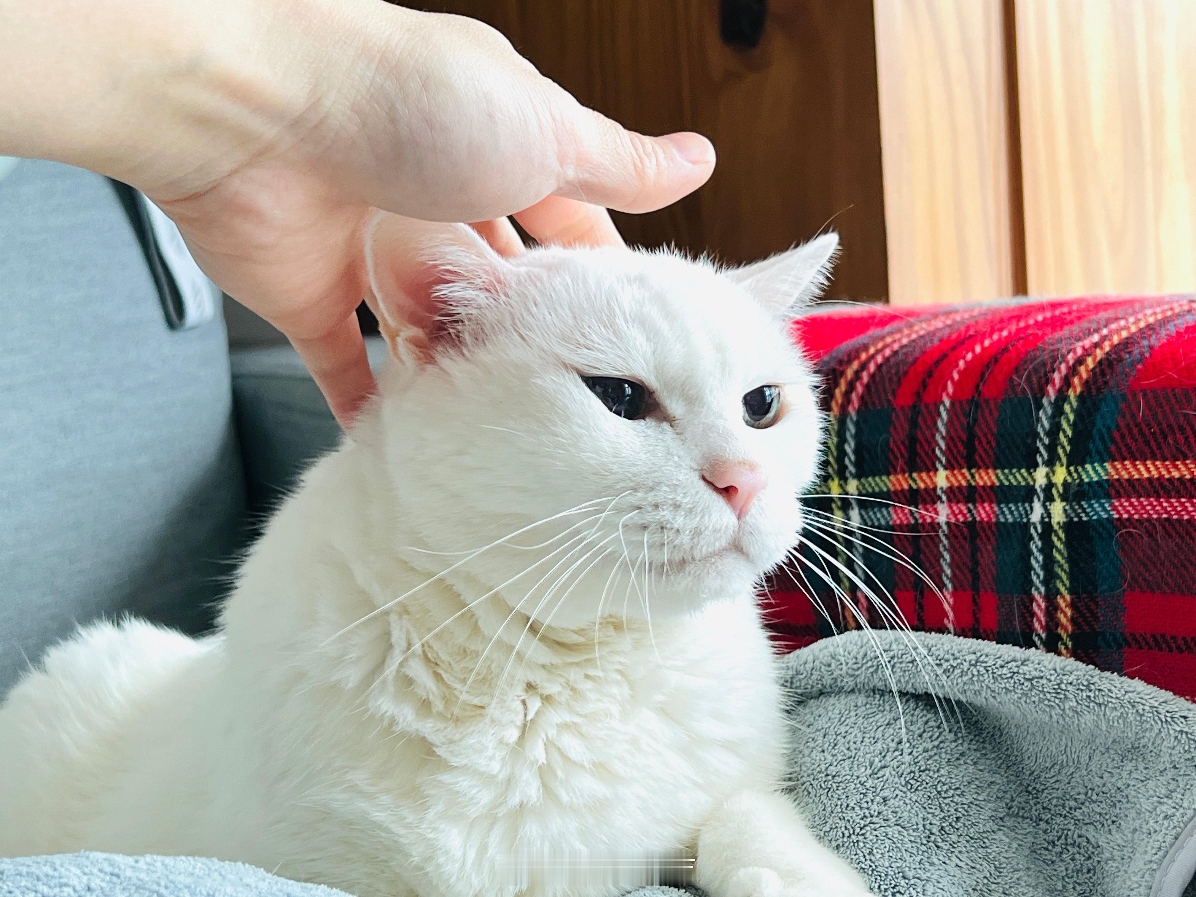 家有一老、如有一寶=老寶 ​​​