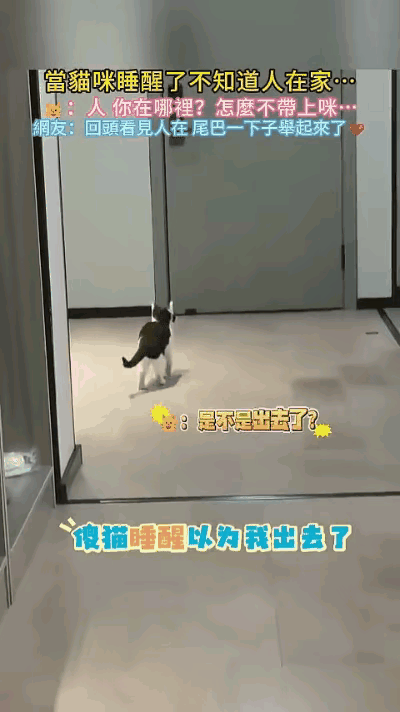 当哩个当，当哩个当！
俺家有只傻猫郎😼，
午觉刚醒慌里张，
抬腚就往屋里闯，